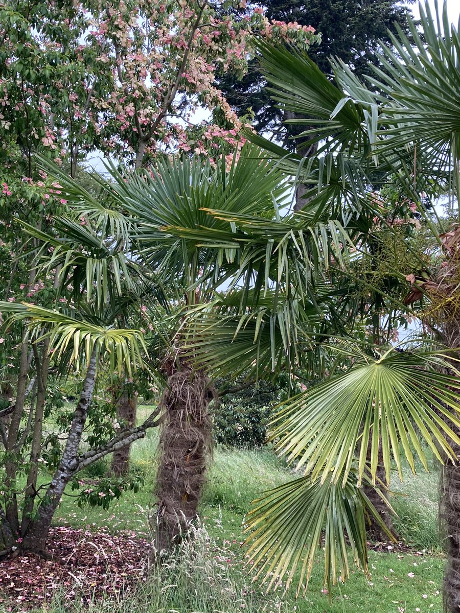 llmcmann's tweet photo. @SleepyNosku You can basically plant anything and it’ll live based on what we saw at Chatsworth and in Ireland (I know it’s different, but still) apparently even palm trees grow in Ireland. https://t.co/IJGQDvmb9b