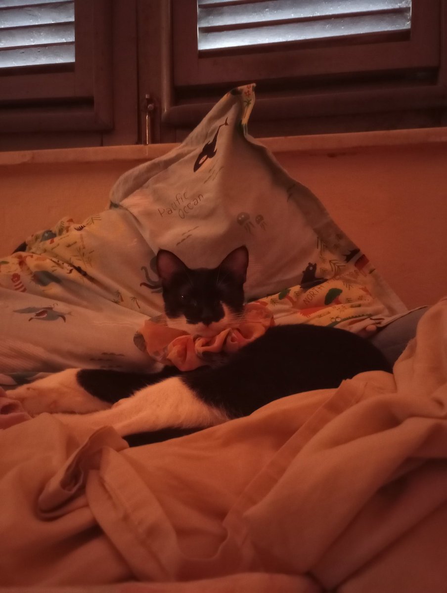 IzahM8's tweet image. Ela não se acha, ela tem certeza que é ... Minha Malu!  #BomDia  #lovepets  #CatsOfTwitter  #fofinha  😍❤️😼🙌