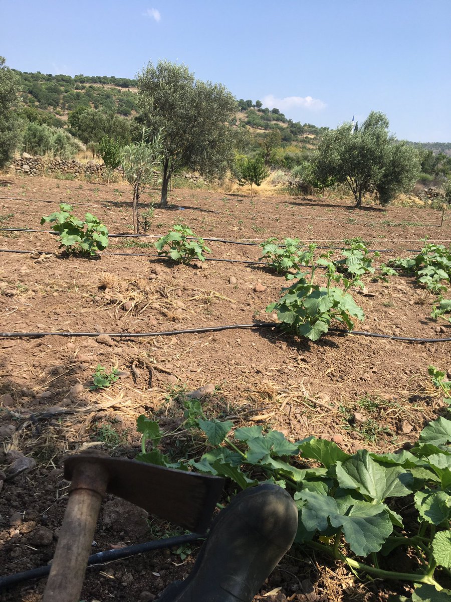 karako_akif's tweet photo. Aynen ege, deniz, kum, güneş yaa🌾 https://t.co/iyi60Wx0LG