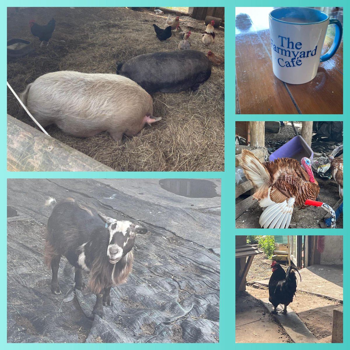 Syrena House tweet media