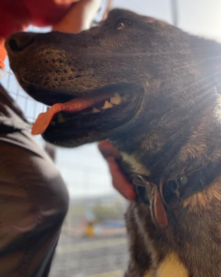 CETACES_Ingenio's tweet photo. 🐾 Y LOS DIAS SIGUEN PASANDO 🐾

#Thami, nuestro bellísimo majorero, sigue esperando por una familia que le dé un hueco en su hogar, una familia que le dé el amor, el cariño, los cuidados y la protección bajo el amparo de un techo, una cama calentita, unas caricias.. #adopta https://t.co/heqBEmRe5r