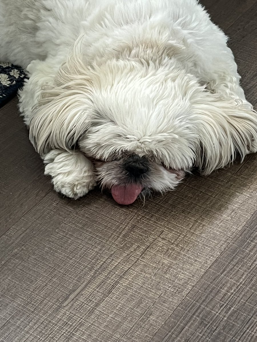 Bridget☮️🕊️✌️🌸🌺🐶☘️☘️ tweet media