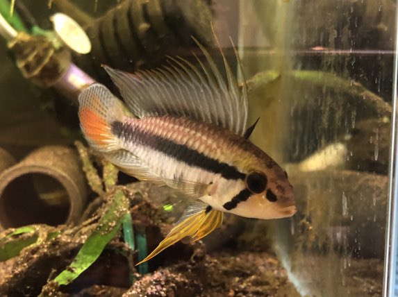 特大に成長したやつは、見応えあるアピストなんですが、デカイのは初入荷以降見ていない。福岡のネオウェーブさんに大量にいたので、一から育ててみるのも良いかなって、こないだ思った😊
AP.sp."マラヴィーリャ"

aquarium.blogmura.com/apistogramma/r…

#毎日アピスト #キンメの毎日　#アピスト
#水草 #熱帯魚