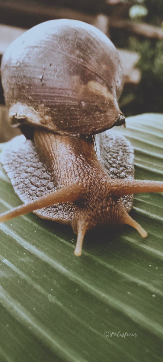 Behold the magnificent Lissachatina fulica, a Giant African Snail! With its captivating spiral shell and unique markings, this marvelous creature reminds us of the wonders of nature's intricate designs. 🐌🌿 
#NatureMarvels #BotanicalBeauty
#shotonvivo
#photography