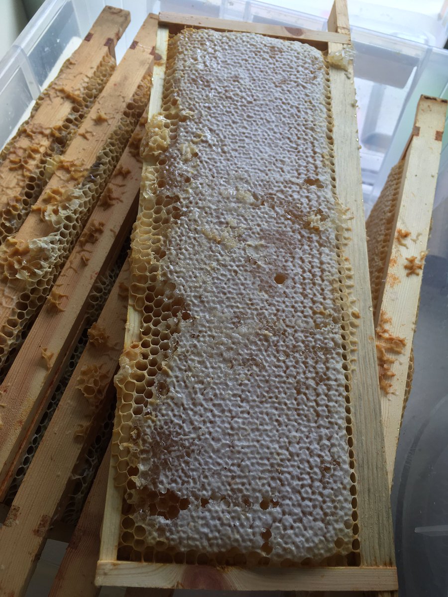 Extraction day! Spring crop!