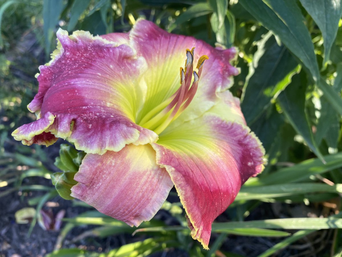 The daylilies have really come into their own in the last few days.  A cool summer day in Iowa!  Pictured: “Wired for Sound” and “Pink Extraordinaire.” #daylily #daylilies #flower #flowerphotography #GardenFlowers #gardening