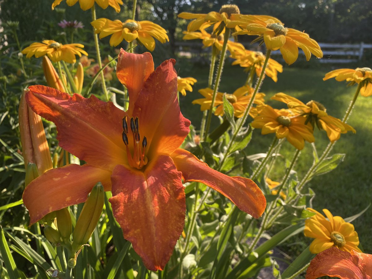 “Primal Scream” just won’t stop.  Still a great flower and a standout in my daylily garden. #primalscream #gardenphotography #flowers #daylily #daylilies #flowerphotography