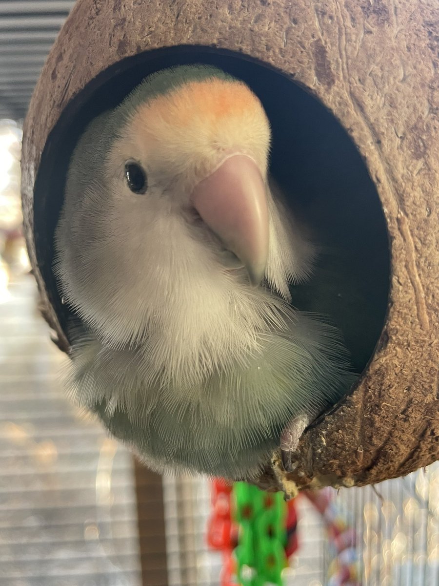 Happy Hatch Day to this grumpy tuft of fluff! #OppieTweet