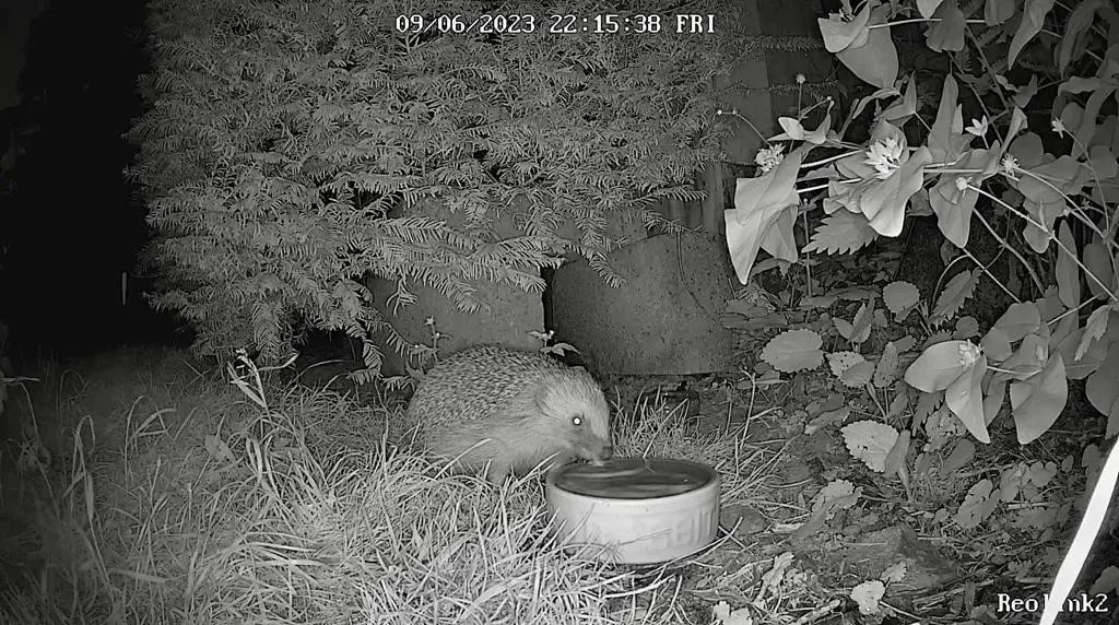 Hedgehog Society tweet media