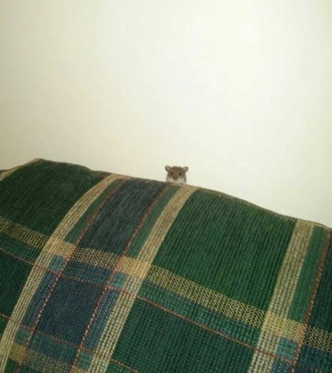 Spartoo's tweet photo. Quand tu vas voir ton manager après avoir fait une erreur 🥺

#funny #fun #funnymouse #mouse #souris #animal #funnysouris #cute #cutemouse #work #manager #badmood https://t.co/0wxo42tlJl