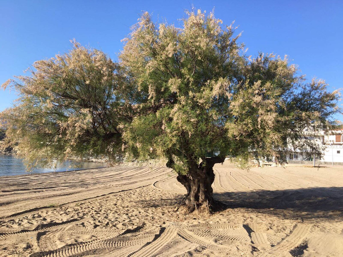 Viles Florides tweet media