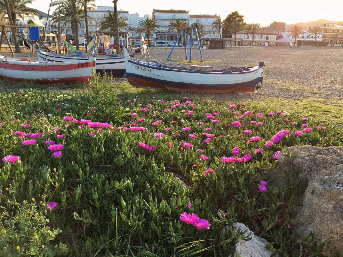 Viles Florides tweet media