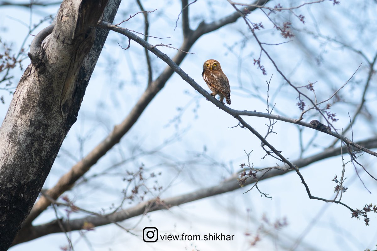 Captivating Gaze: The Intense Stare of the Asian Barred Owlet.

#ThePhotoHour #SonyAlpha #CreateWithSony #SonyAlphaIn #IndiAves #BirdsOfIndia #birdwatching