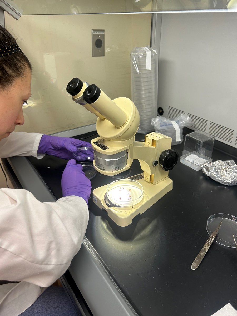 K.C. Irving Centre (@irvingcentre) on Twitter photo Kendra and Adèle are now entering the next phase of the Balsam Fir project which involves removing the megagametophyte (embryo sac that will produce the egg) and embryo from the experimental Balsam Fir seeds! #tissueculture <a href="/AcadiaICE/">Acadia Office of Industry and Community Engagement</a> <a href="/IrvingCentre/">K.C. Irving Centre</a> <a href="/iloverealtrees/">Christmas Tree Council of Nova Scotia</a> Kendra and Adèle are now entering the next phase of the Balsam Fir project which involves removing the megagametophyte (embryo sac that will produce the egg) and embryo from the experimental Balsam Fir seeds! #tissueculture <a href="/AcadiaICE/">Acadia Office of Industry and Community Engagement</a> <a href="/IrvingCentre/">K.C. Irving Centre</a> <a href="/iloverealtrees/">Christmas Tree Council of Nova Scotia</a>