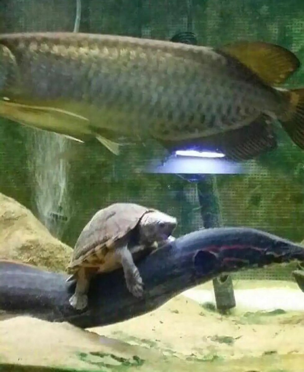 Spartoo's tweet photo. Go go go en weekend 🏃
#goweekend #weekendmood #weekend #mood #happymood #happyweekend #funny #funnyanimal https://t.co/T3nEKrS1Ou