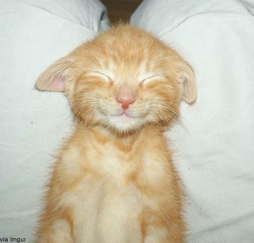 고양이 신비 (@catsinbya) on Twitter photo 