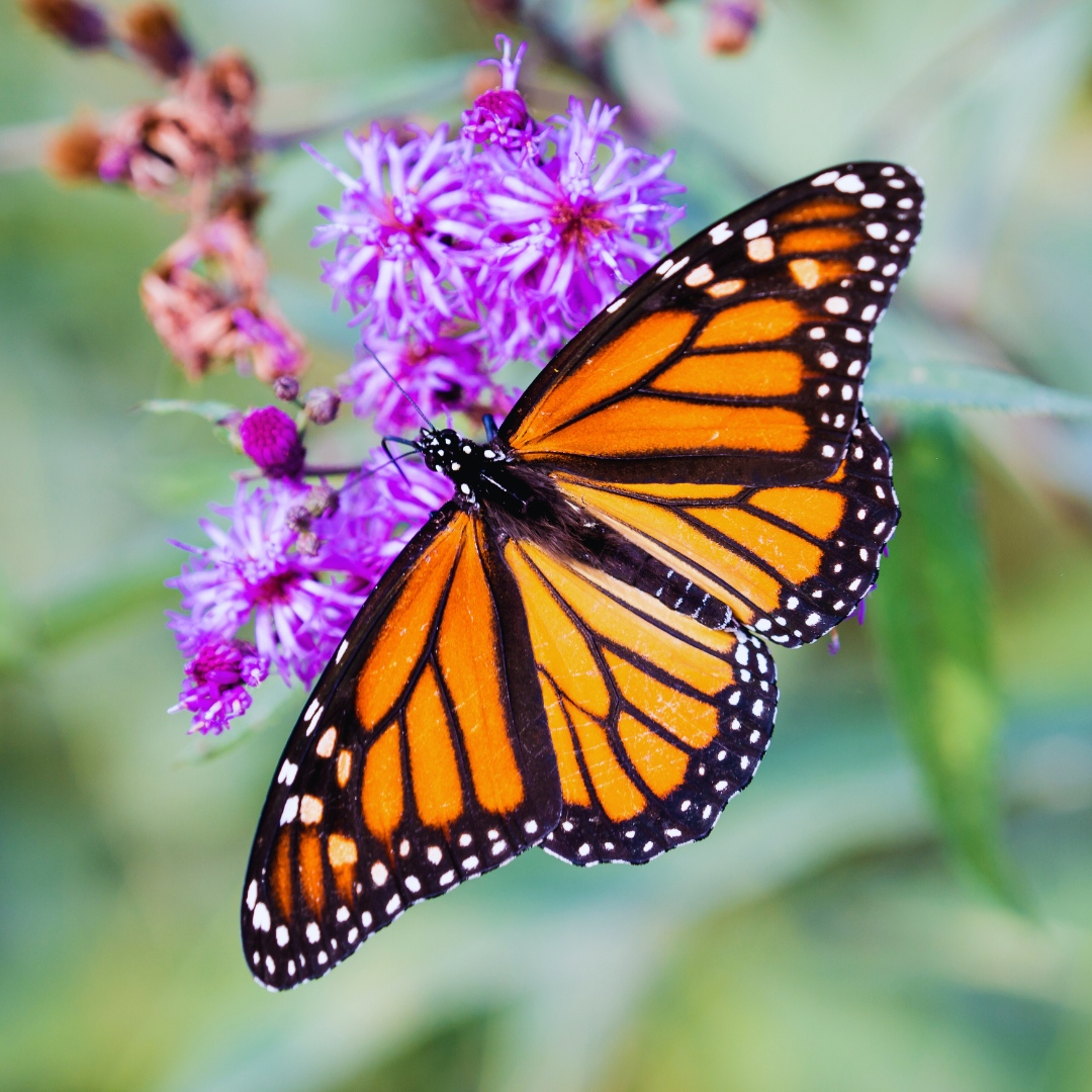 Join Toshi on Sat, July 29th for Native Plant Design and Maintenance, Part 2 as he discusses a range of ethical and ecological approaches to garden maintenance. Register here: perfectearthproject.org/events/186 📸: Monarch butterfly on Ironweed (Vernonia noveboracensis) by William Sherman