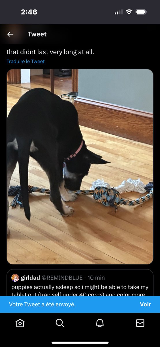 top 5 reasons why art is slow: not only do i need to be constantly on top of a puppy but shes gotten really into like 10 minute naps lately