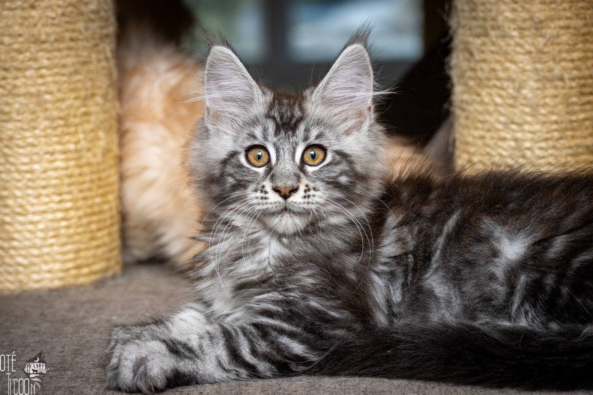 Bonjour a tous
La Chatterie professionnelle Oté Ti’coon (86 120) propose Utopia Maloya d’Oté Ti’Coon , une femelle Maine coon black silver blotched tabby, né le 28 mars 2023. Elle pourra rejoindre sa famille dés à présent, après sa stérilisation.

Plus d’infos en pv ;)