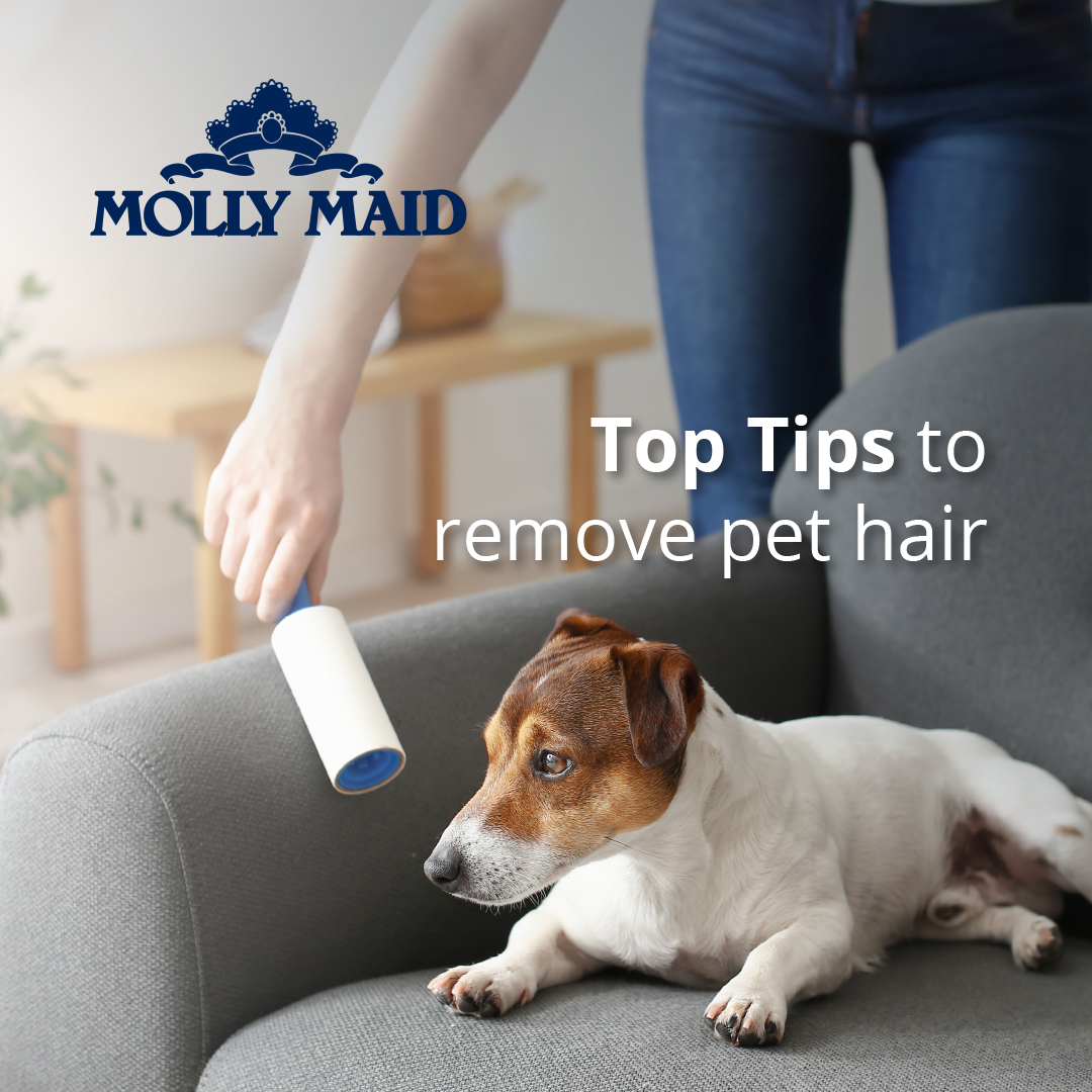MOLLYMAIDinUK's tweet image. Remove Pet Hair with Rubber Gloves

Simply wear rubber household gloves and run them over the surface of your furniture. The rubber will cause the pet fur to gather into a ball that can be easily thrown away.

#CleaningTip #CleaningGuide #MollyMaid #CleaningExperts