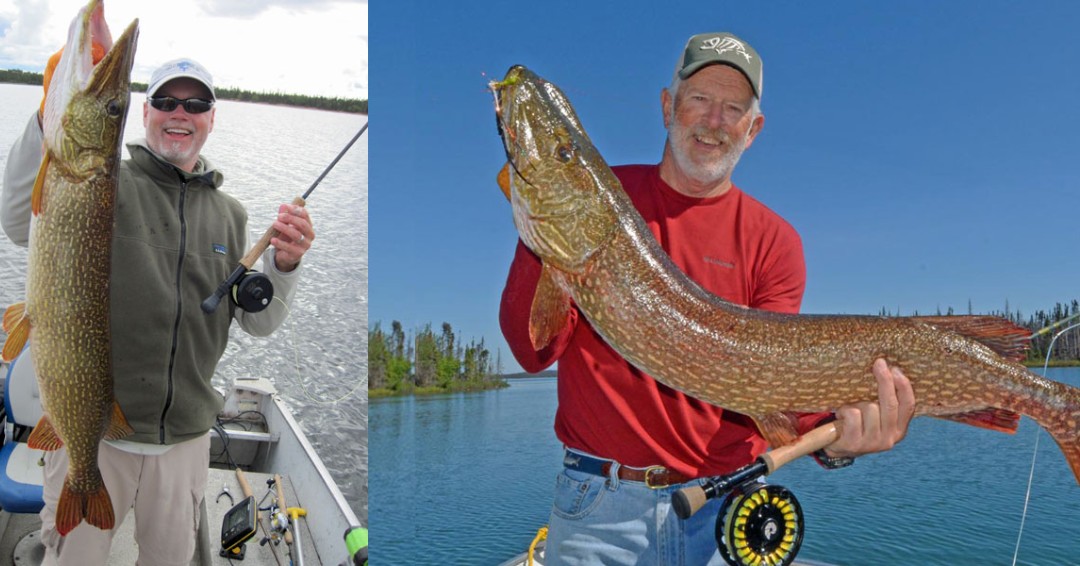 TheMLOA's tweet image. Did you know you don't have to be from MB to qualify for the MB Master Angler Program? (You just have to catch your fish in MB waters). Ask your outfitter how to submit your catch or submit it yourself: ow.ly/8zko50P5e9H

📸@GanglersLodge 

#mloa #masterangler #huntfishmb