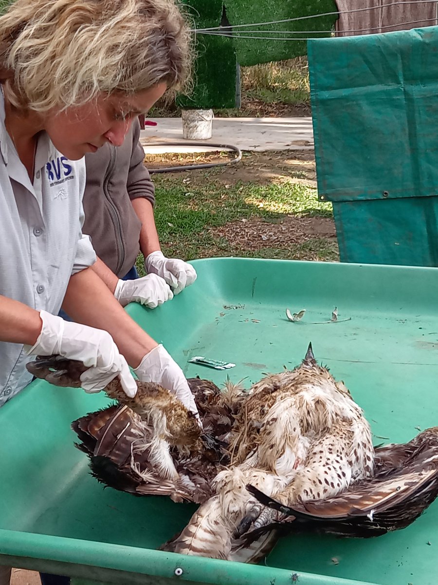 Lindyt18's tweet photo. John and I are lucky to work with, & learn from, amazing wildlife vets, like @JessBriner from Briner Veterinary Services. Jess is a #herp & avian specialist ππ’π¦
πͺΆ
πΈ Jo Taylor
#vultures #eagle #autopsy #moholoholo #Hoedspruit #greaterkruger #birdsofpreyprogramme @TheEWT https://t.co/XSK3P2AEMj