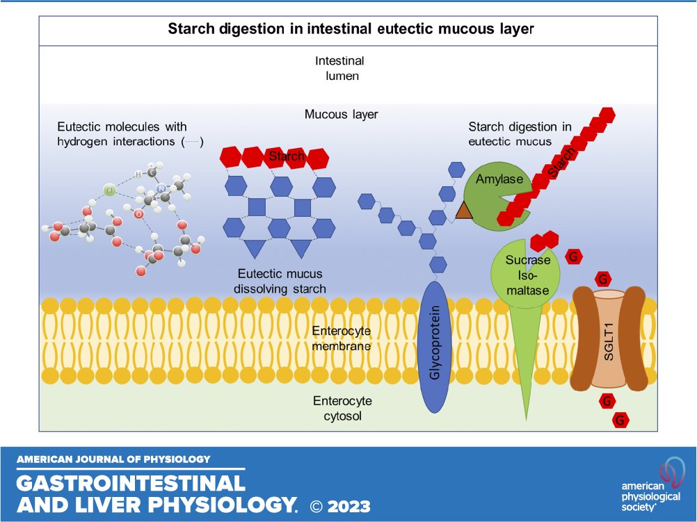 ajpgi's tweet photo. 👉Is the intestinal mucous layer a natural deep eutectic solvent-based digestion matrix? Take a look at this new perspective out in #ajpgi 🎇Free to read!

🖱https://t.co/RUaRZs0JUb

#Digestion #Eutectic #Intestines #MucousLayer https://t.co/FMsXHS2ODY