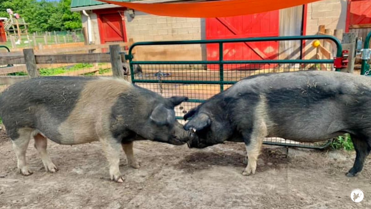 Hercules and Mercy heard it's National kissing day.  Snout kisses from these tow adorable siblings. 

#HEEFS #siblings #nationalkissingday https://t.co/gu26aqROdX