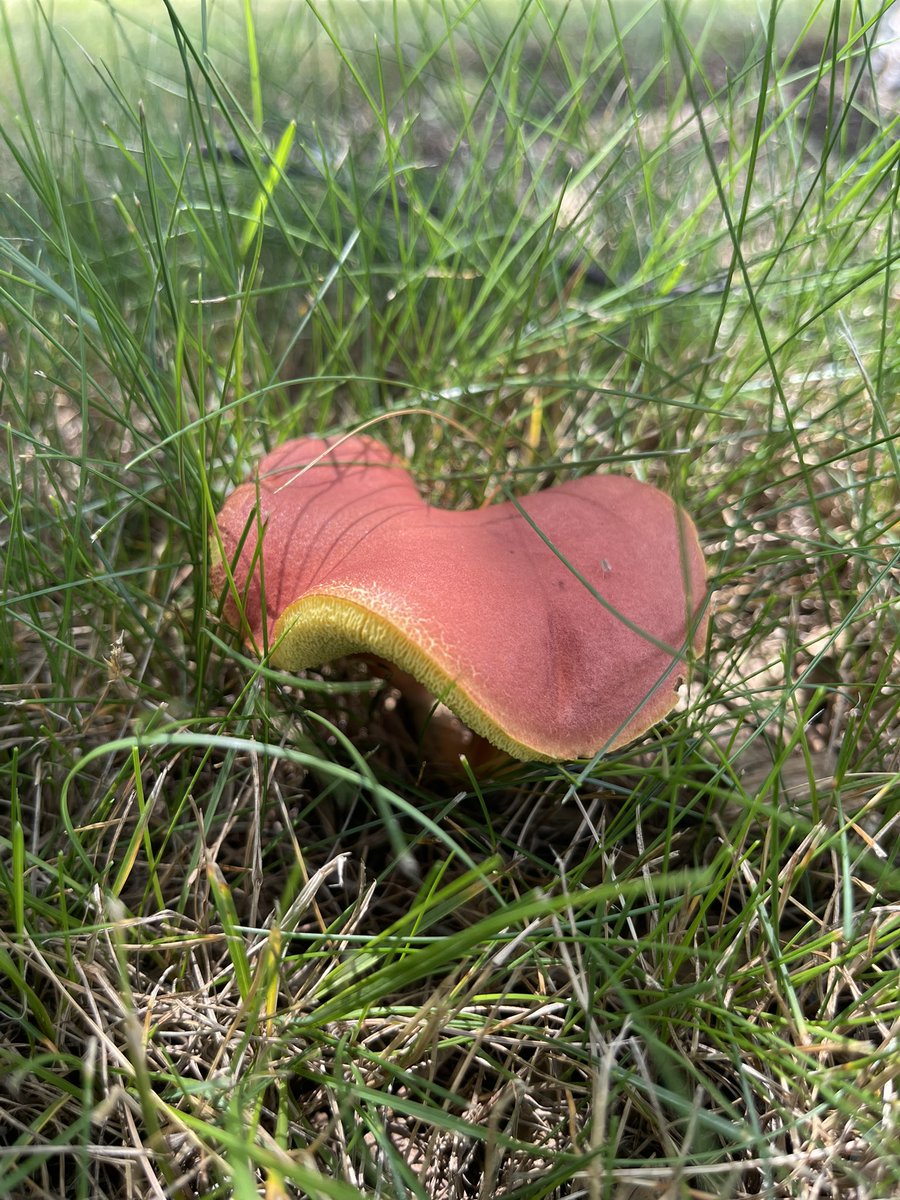 I wonder what it tastes like?