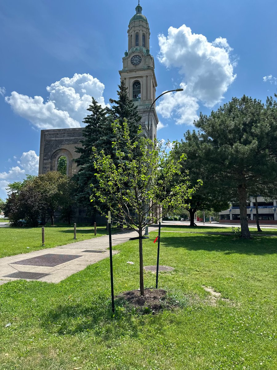 forclimatetech's tweet photo. The best time to plant a tree was 20 years ago. The second best time is now. Our donated tree was planted in honor of Bob Bechtold's leadership in sustainable contract manufacturing. Thank you Bob for starting @HarbecInc down the path to net-zero manufacturing over 20 years ago! https://t.co/qleKpYyU07