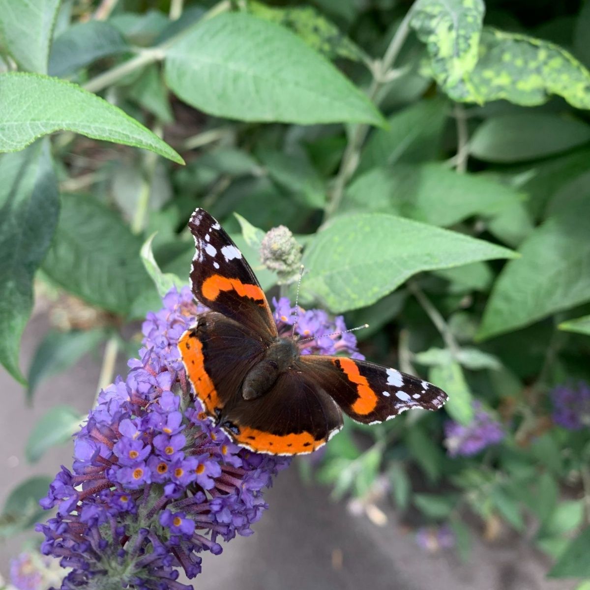 Kingsham is a haven for pollinators!: Bees and butterflies galore!  kingshamprimary.org.uk/blog/?pid=70&n…