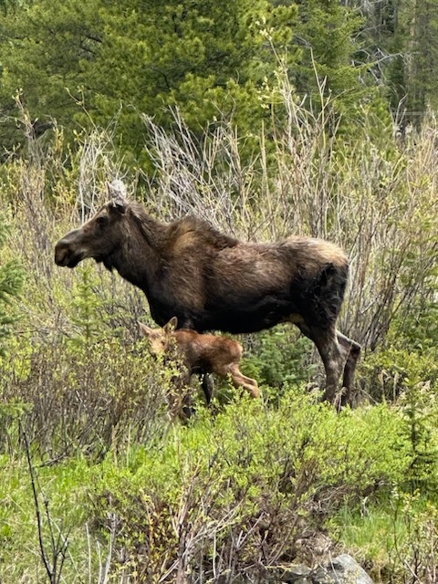 silvergate_MT's tweet photo. ... Just pause, and take it all in... I'm Just Saying... Nature's Magic!!! Photo Credit: Jaime #pause #takeamoment #silvergatemontana #silvergatelodging #silvergateguides #yellowstonenationalpark #hike #explore #nature #naturephotography #relax #unwind #experience #realmagic https://t.co/u3lNFJq42o