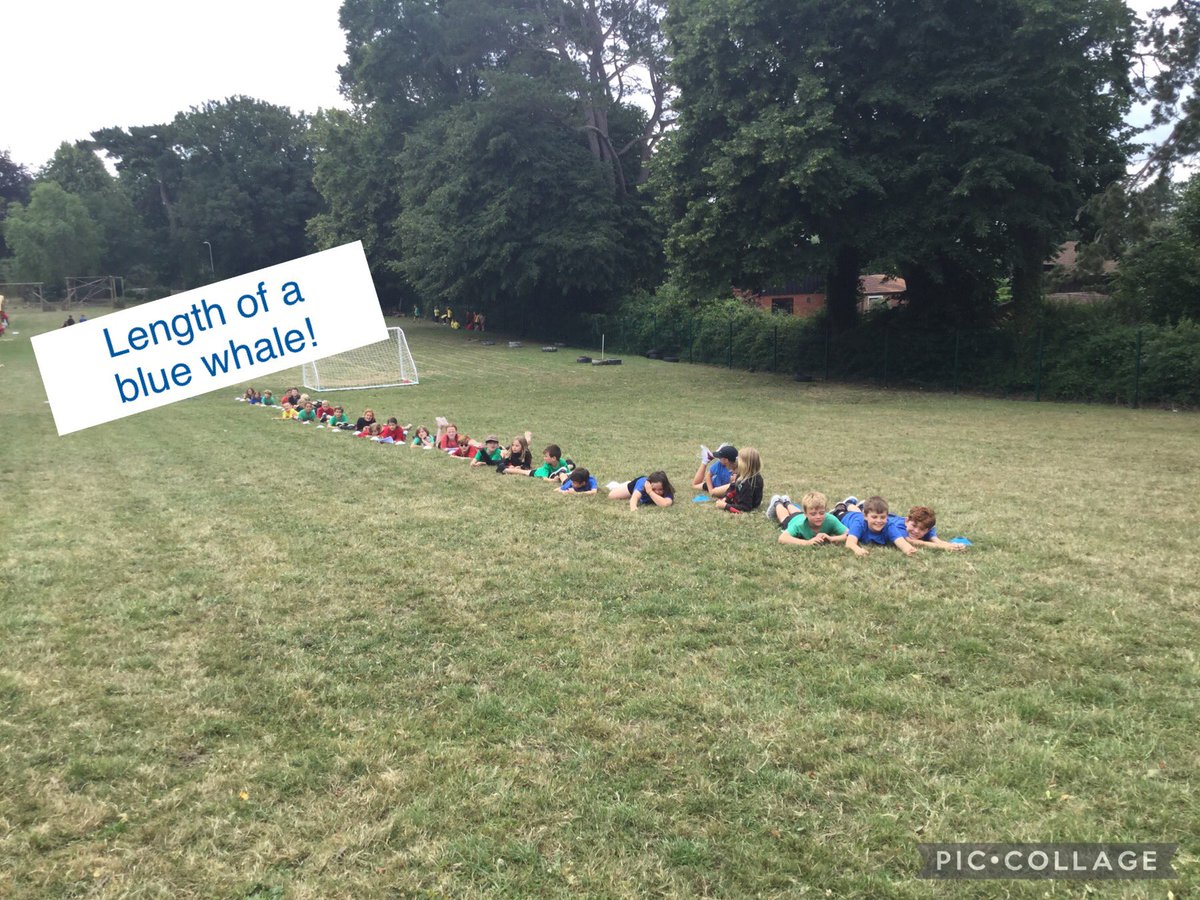 standrewsmajor's tweet photo. #SAMsY4 enjoyed making sea creature models today using a scale! We then went outside and used our measuring skills to see how long they really were! #SAMsOutdoorLearning #SAMsNumeracy https://t.co/QNJ3uTqK4S