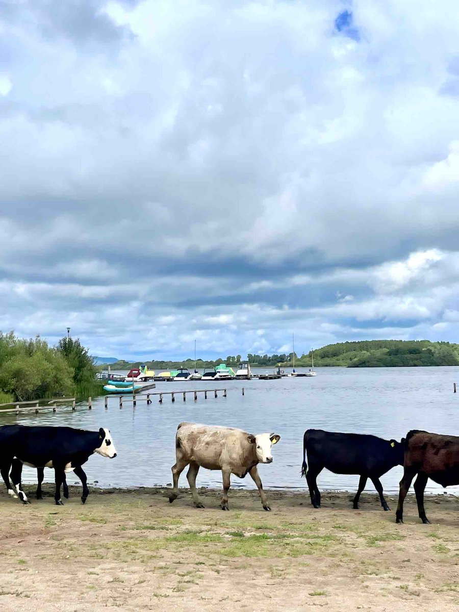 sharevillage's tweet image. Word in the field is the water activities at Share are not to be missed 💦 🐄

#sharediscoveryvillage #opentoeveryone