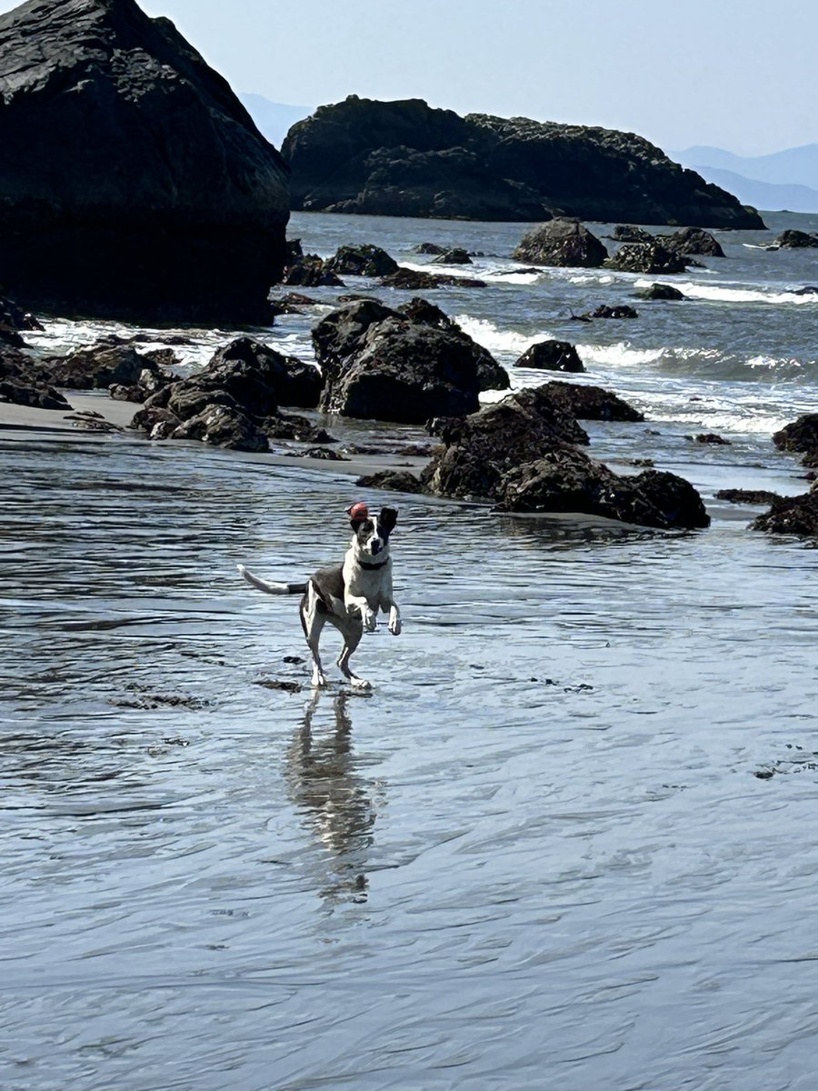 roseisrosejones's tweet photo. Happy Thursday from Gabby!
#JumpingBean #DogsofTwitter https://t.co/hGdBnvwuAv