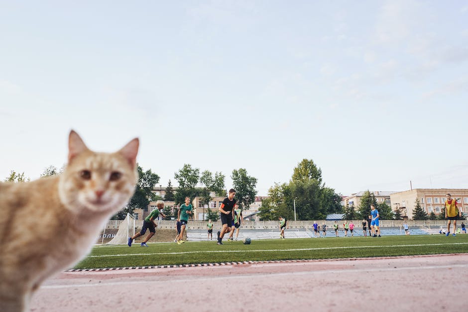 JSportRehab's tweet photo. #CATThursday!  Does athletic identity influence mental health in athletes retiring from sports?  Athletes with high athletic identity are more likely to experience mental health symptoms when transitioning into sport retirement. @HuntTamerah @Megan_Byrd23
https://t.co/ybUtmXhpIR https://t.co/eXFs9ZwVYU