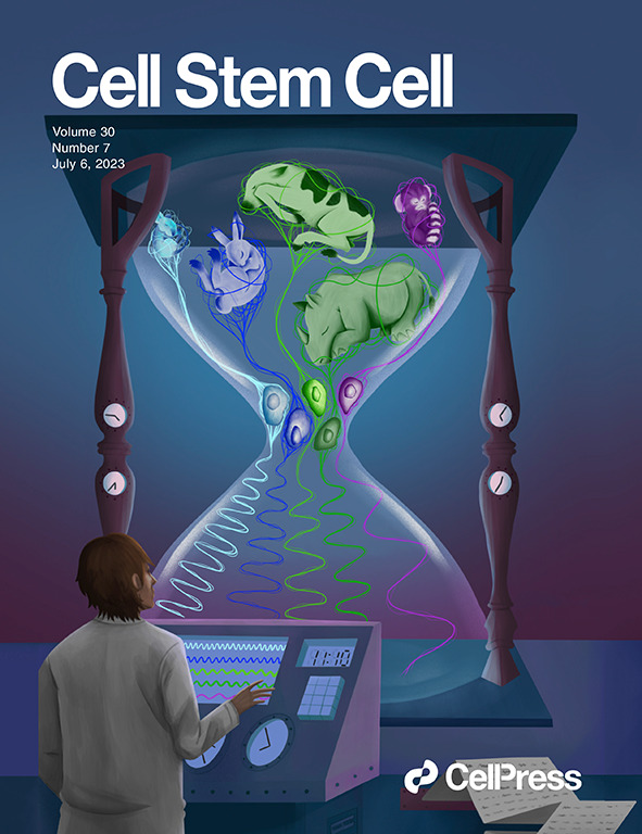 CellStemCell's tweet photo. Our July issue is live! Our cover features the stem cell zoo from @EbisuyaMiki on segmentation clocks across species. Also find a Review on cancer modeling in #organoids, cochlear #organoids, how spatial architecture of the niche influences SC function, expansion of gene-edited #HSCs and an optogenetic system in #iPSCs for modeling PD. https://t.co/ZoAez0TErc