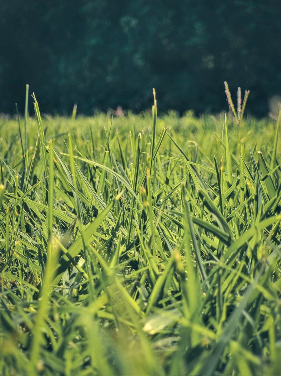 andtwiter1's tweet photo. #grass #photography #macro #photographer https://t.co/vTHgpYX5Cb