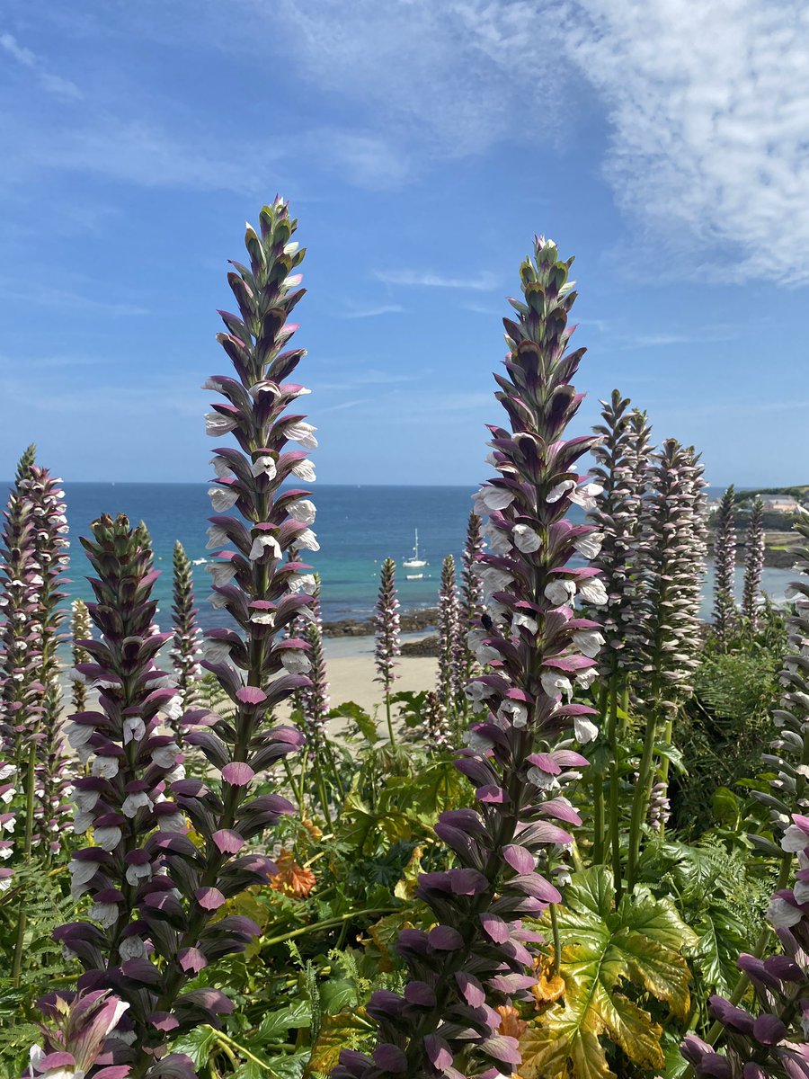 Acanthus mollis can be a thug in the #garden but there are places where it can be rather spectacular. Probably dumped here by a gardener it has spread on the cliff edge at Portscatho in #Cornwall In time this #plant could be invasive.