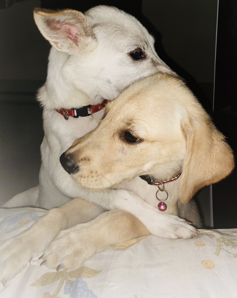 pragyamon's tweet photo. HOPE &amp; SCOTCH 
The bond ❤️

Shower love 

#doglover #dog #labrador #doglove #doglife #puppy #puppylove https://t.co/yn5mLpkjPv