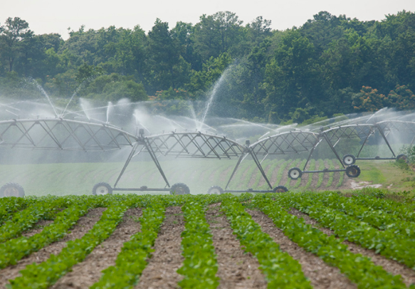 usdaRMA's tweet photo. .@USDA is expanding insurance coverage options for specialty crops and other actual production history crop programs with greater enterprise unit possibilities. This gives producers more options for managing risk. https://t.co/RvrUEMzbLx https://t.co/XBwK3jVhTC