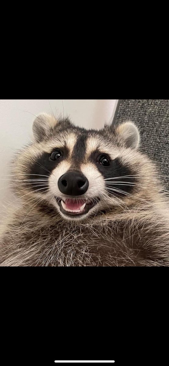 despette's tweet photo. Salut l’équipe !
Qui est chaud on monte une équipe de raton laveur et on leur apprend à faire des backflips !!!
Dm si intéressé https://t.co/Eq7abap4FD