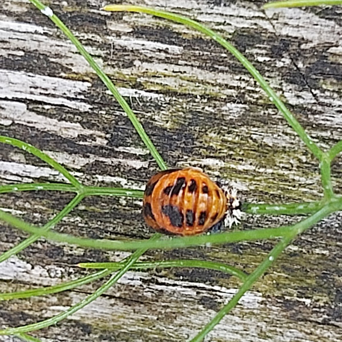 Just spotted this ladybird in the garden, at least I think it's a ladybird #ladybird #Norfolk
