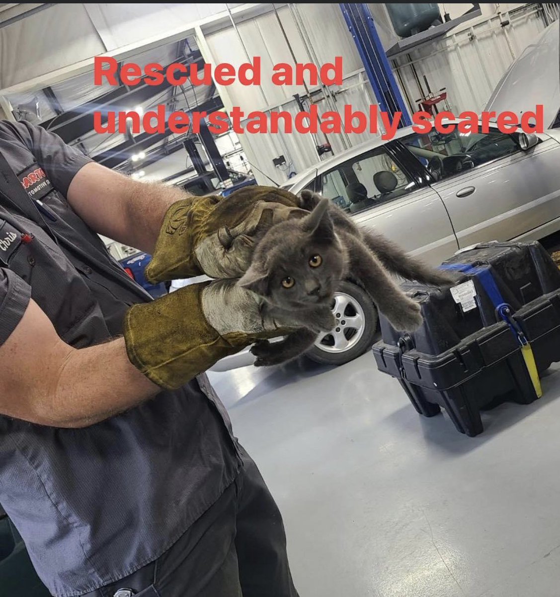 BartonAutoSvcs's tweet photo. From squirrels to snakes, we’ve seen a fair share of animals under the hood. The guys removed a cat lodged between the transmission and firewall. The cat is back at home. The family surprised the team with an appreciation tip to buy lunch for saving their cat. ♥️ https://t.co/KheyaP8tJ3