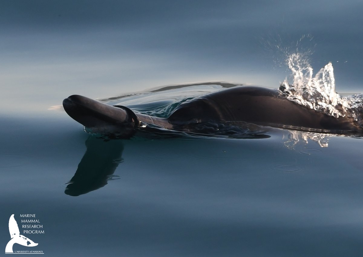 MMRP Uni of Hawaii (@mmrp_uh) on Twitter photo For our second <a href="/PlasticFreeJuly/">Plastic Free July</a> post, we are emphasizing the dangers of plastic pollution by highlighting an encounter with a spinner dolphin. This individual had a ring stuck around her rostrum. Read more in @_clacey s blog here:
mmrphawaii.org/post/a-trash-d… (NOAA permit #21476) For our second <a href="/PlasticFreeJuly/">Plastic Free July</a> post, we are emphasizing the dangers of plastic pollution by highlighting an encounter with a spinner dolphin. This individual had a ring stuck around her rostrum. Read more in @_clacey s blog here:
mmrphawaii.org/post/a-trash-d… (NOAA permit #21476)