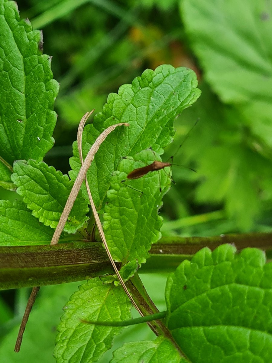 Meadowendy (@wendyholliday13) on Twitter photo Another new true bug in vegetation by the pond this morning. Brown Stilt Bug, Metatropis rufescens. The adults apparently feed on Enchanter's Nightshade, of which there is an abundance. <a href="/ViperaDan/">Dan Lombard</a>
@WhitbyNats Another new true bug in vegetation by the pond this morning. Brown Stilt Bug, Metatropis rufescens. The adults apparently feed on Enchanter's Nightshade, of which there is an abundance. <a href="/ViperaDan/">Dan Lombard</a>
@WhitbyNats