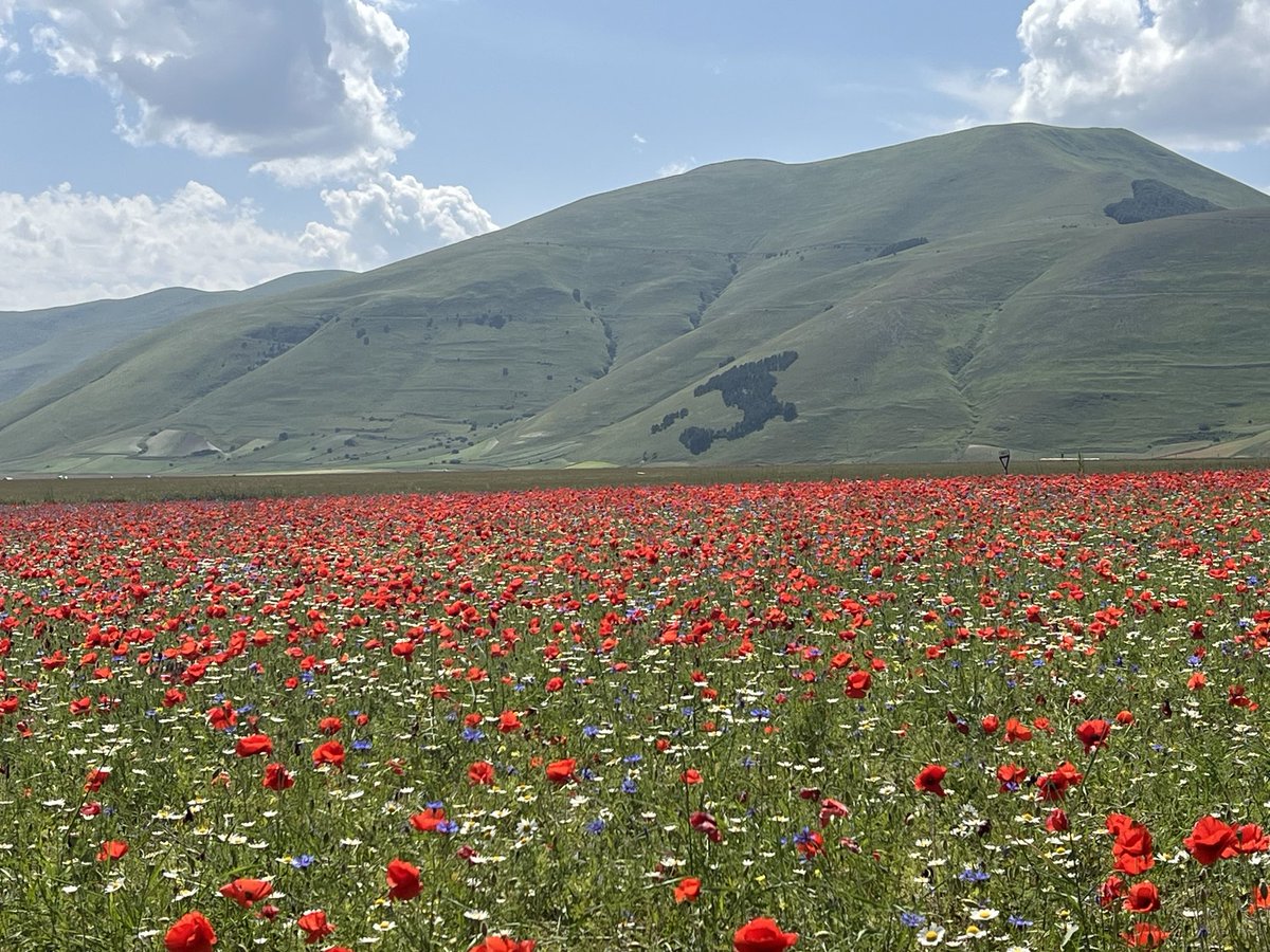 aandreani1's tweet photo. Castelluccio di Norcia Umbria https://t.co/Dho72AHbnp