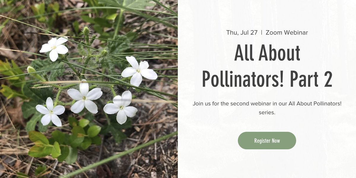 Join <a href="/ForestherNc/">ForestHer NC</a> for their second webinar in the All About Pollinators! series. They will discuss #pollinators in your woods and open areas and how to manage for them. Get more information and register now!
foresthernc.org/events/all-abo…