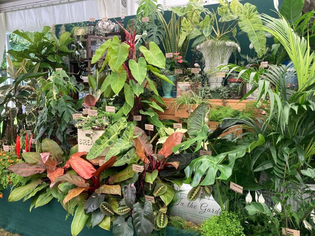 wazzo_m's tweet image. Loved this Gold medal winning display of house plants and tropicals staged by ⁦@In2TheGarden⁩ #InTheGarden at ⁦@The_RHS⁩ #HamptonCourtPalaceGardenFestival ⁦@RHSHampton⁩