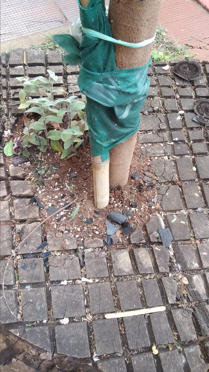 sili_93's tweet photo. A un mes de haber plantado, desaparecieron varias plantitas como se ve en la foto https://t.co/RYFsMaVlhO